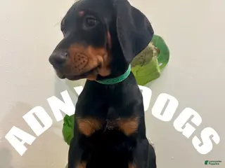 Doberman Pinscher dogs Doberman Pinscher Male - Ad 39