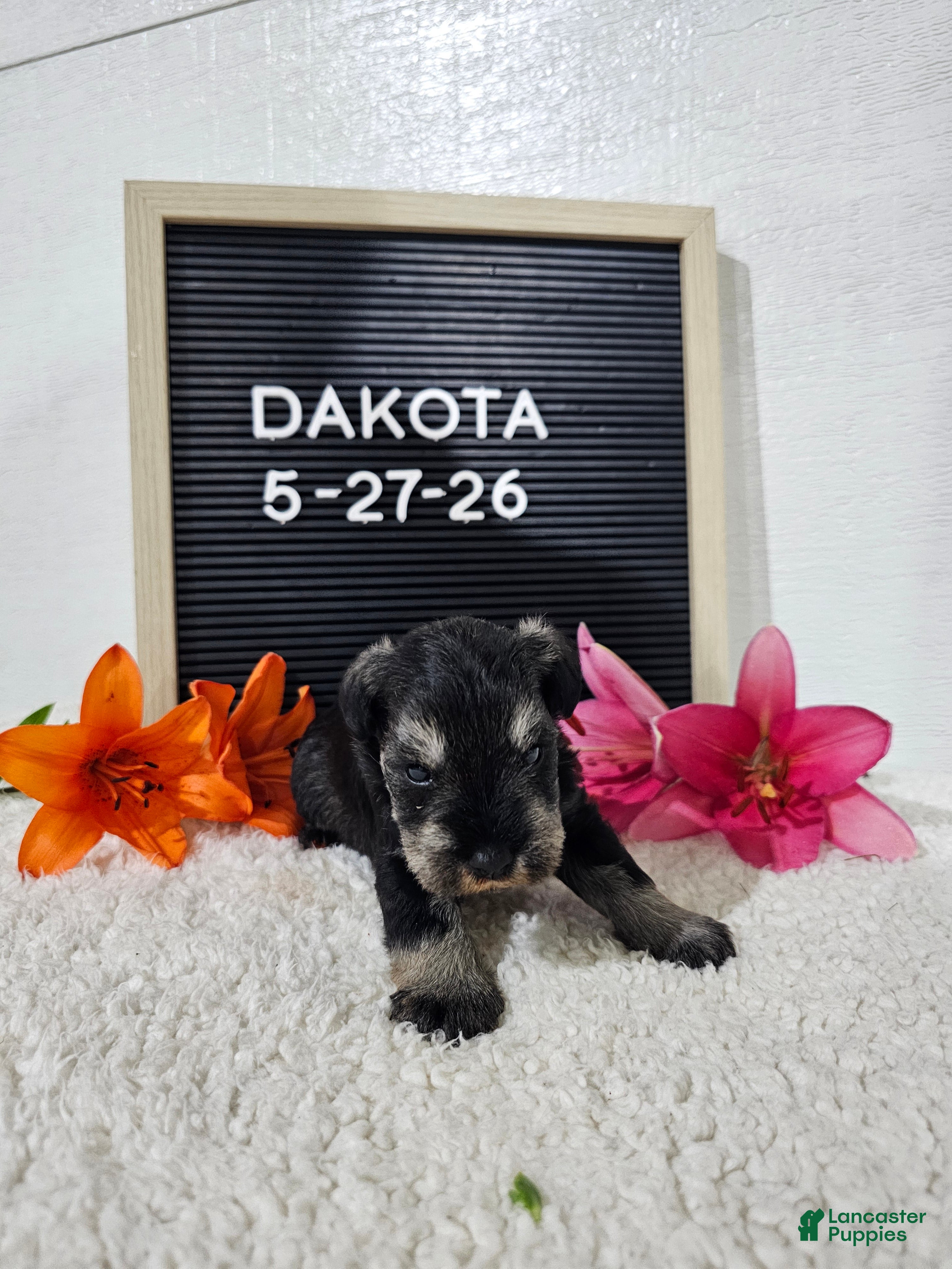 Miniature Schnauzer dogs Dakota - Ad 1