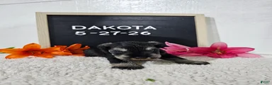 Dakota