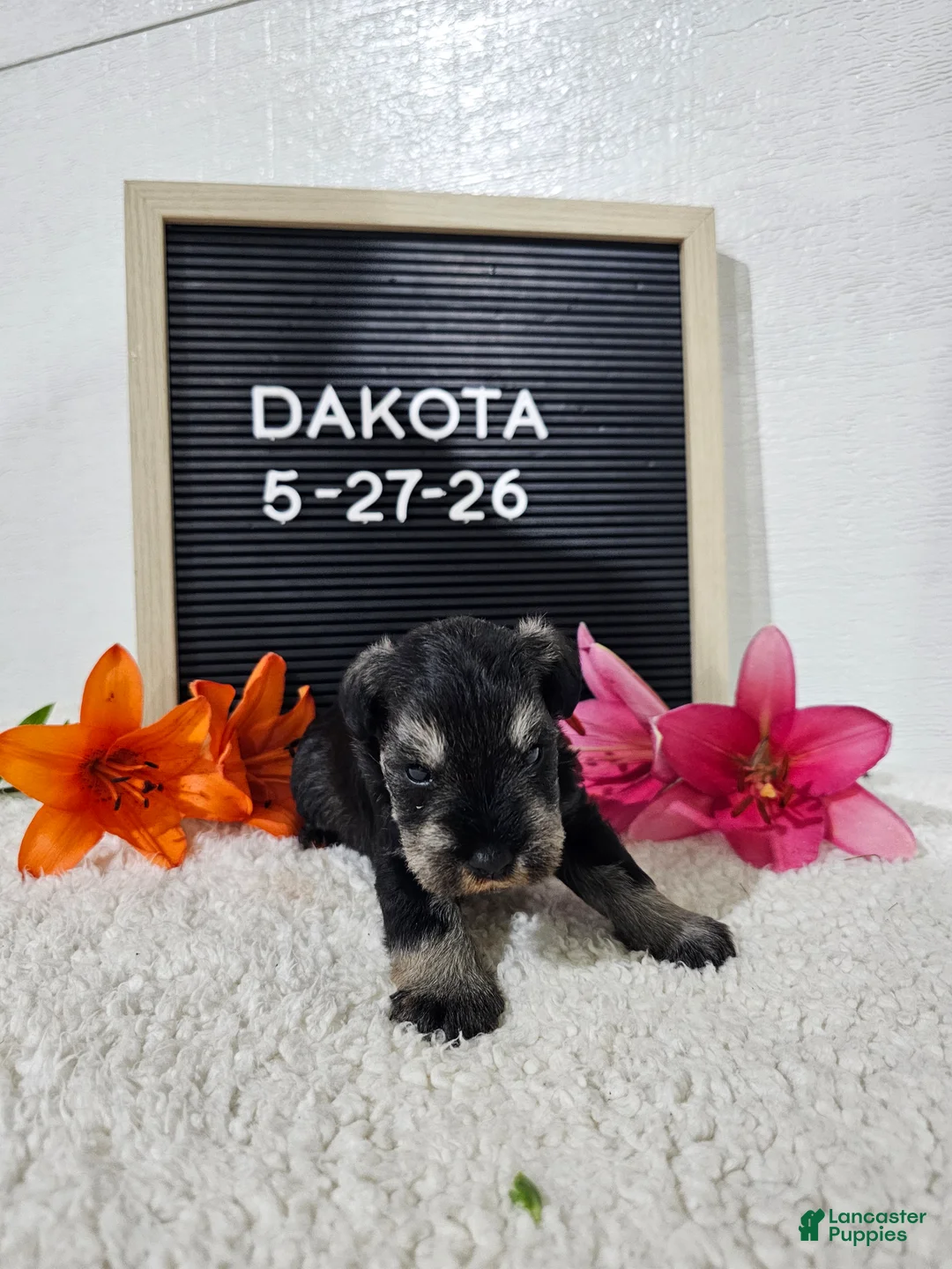 Miniature Schnauzer dogs for sale: Dakota - Ad 1