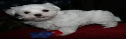 Maltese dogs for sale: Fred - Ad 1
