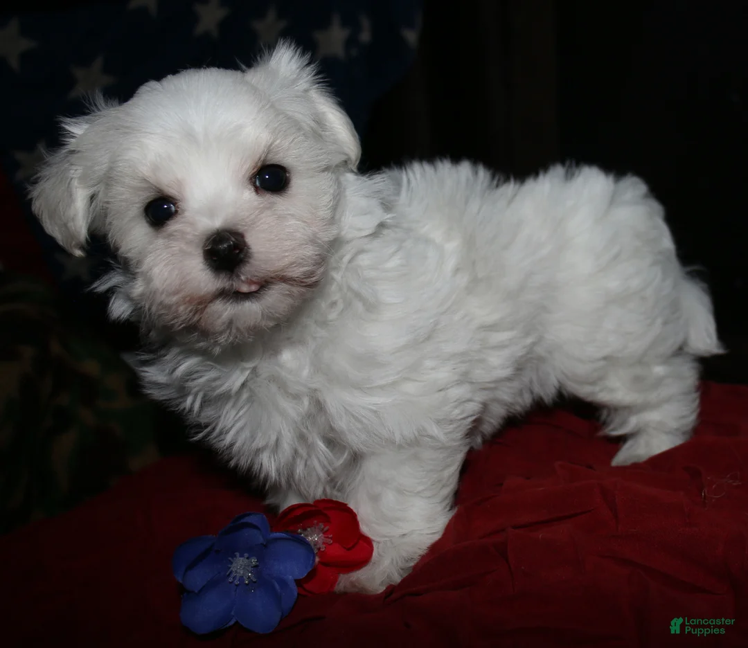 Maltese dogs for sale: Fred - Ad 1