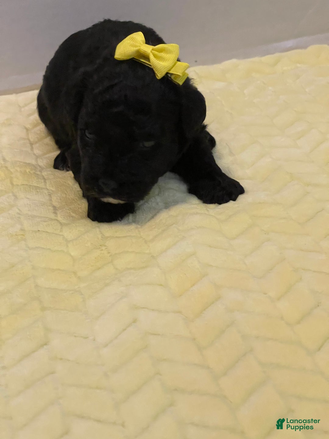 Goldendoodle dogs for sale: Goldendoodle Puppy 5 - Ad 7