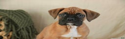 Boxer dogs for sale: Fred - Ad 4