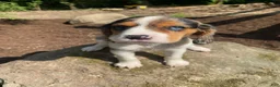 Beaglier dogs for sale: Amy - Ad 10