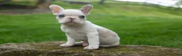 French Bulldog dogs for sale: Axel (Platinum with Blue Eyes) 💙🐾 - Ad 7