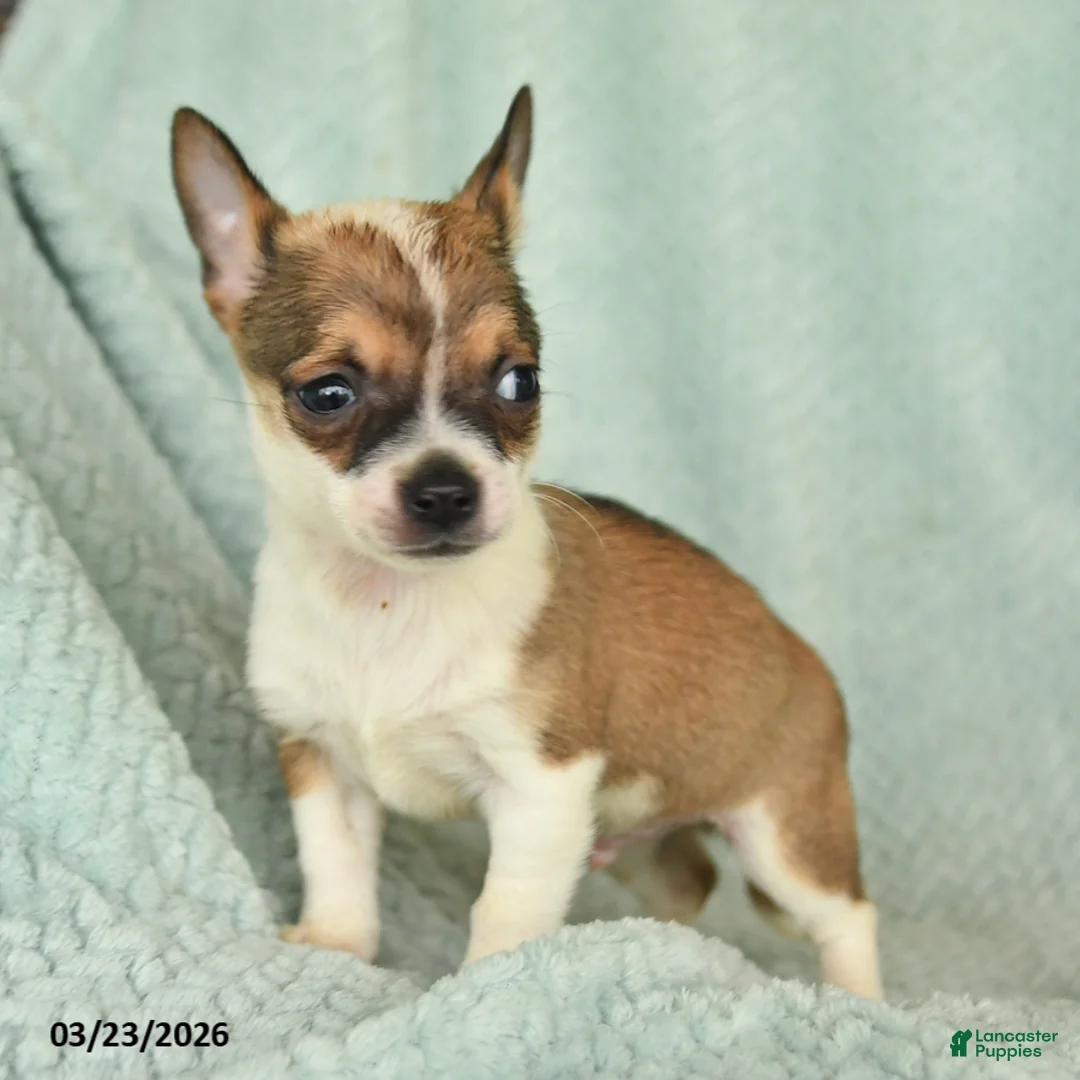 Chihuahua dogs for sale: Frank  - Ad 2
