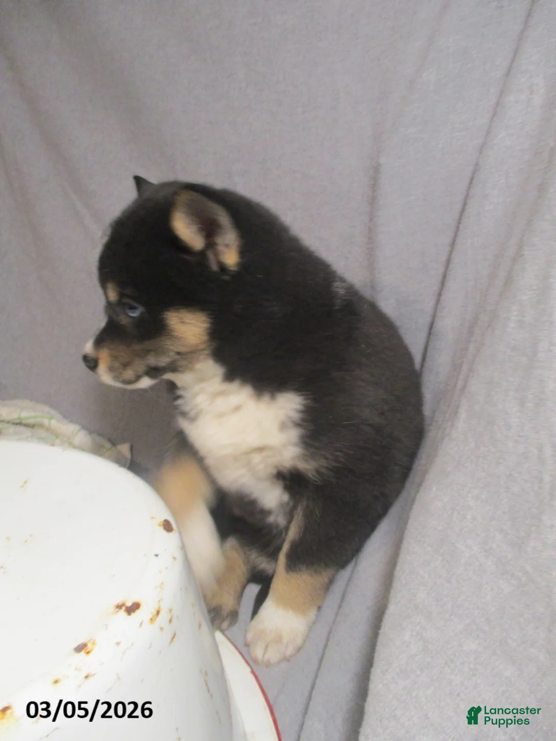 Pomsky dogs for sale: Sally - Ad 2
