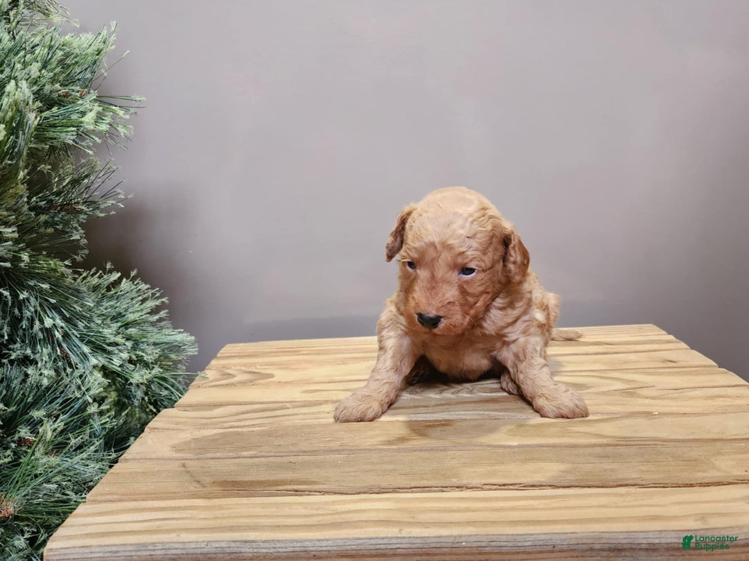 Mini Goldendoodle dogs for sale: Houston - Ad 13