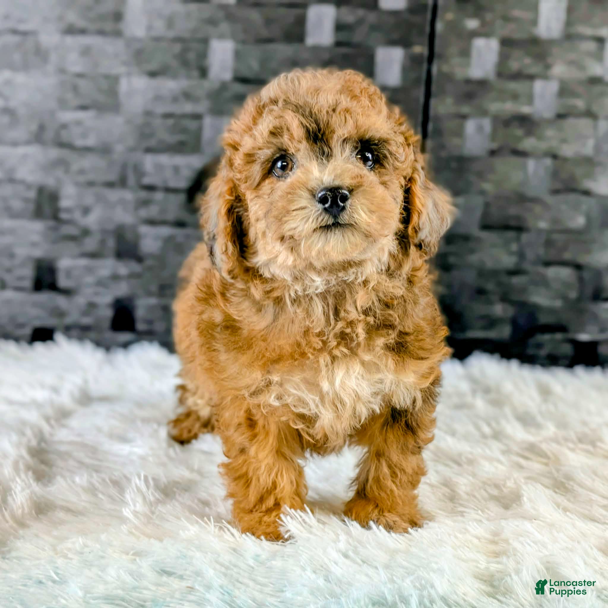 Bichpoo dogs Brutus - Ad 2