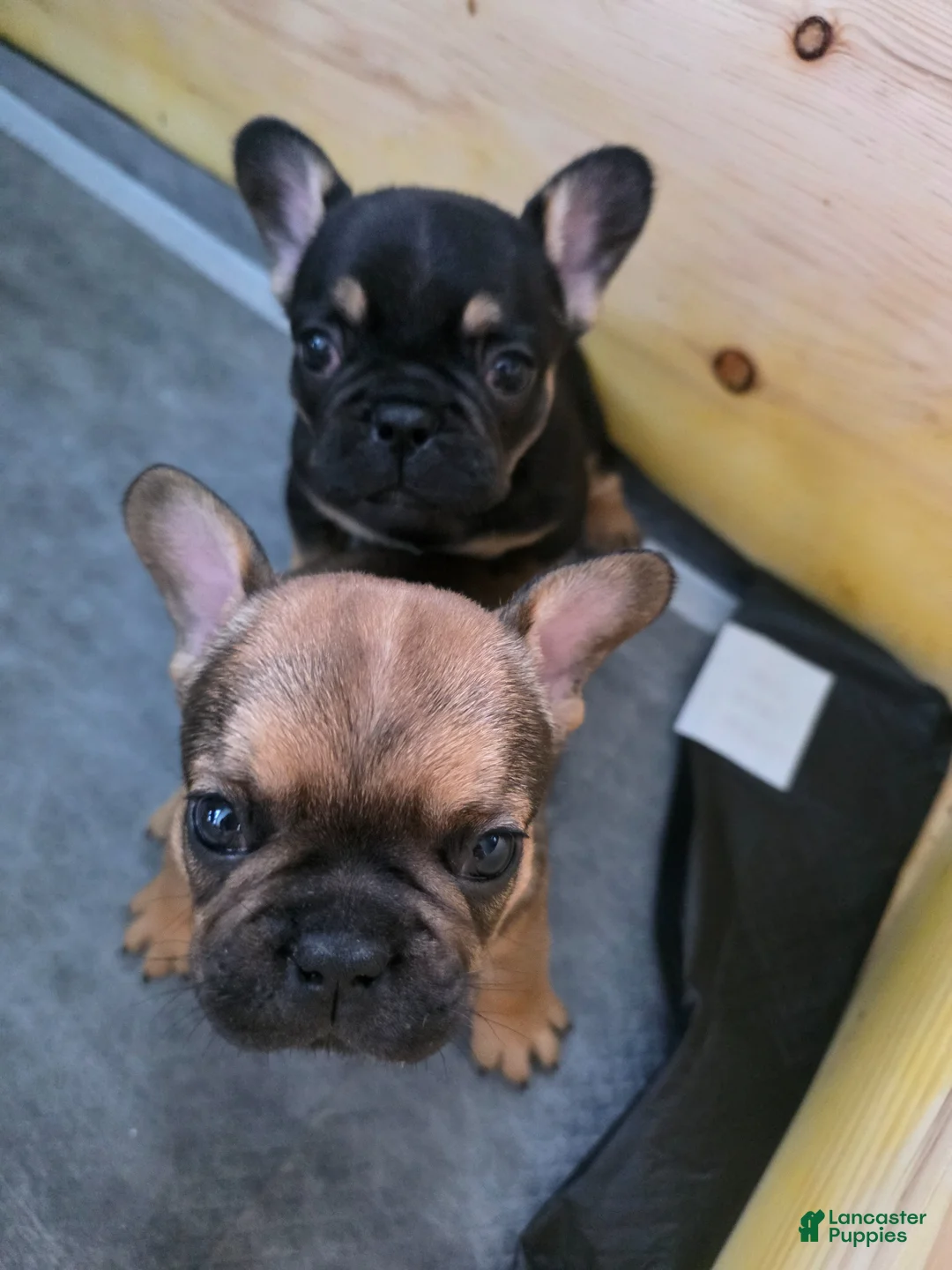 French Bulldog dogs for sale: Chewbacca  - Ad 2
