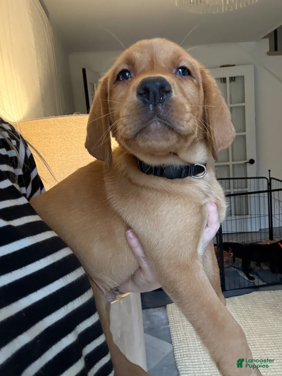 Labrador Retriever dogs for sale: Black collar male - Ad 1