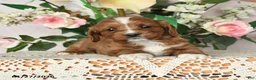 Cavapoo dogs for sale: Jolene - Ad 2