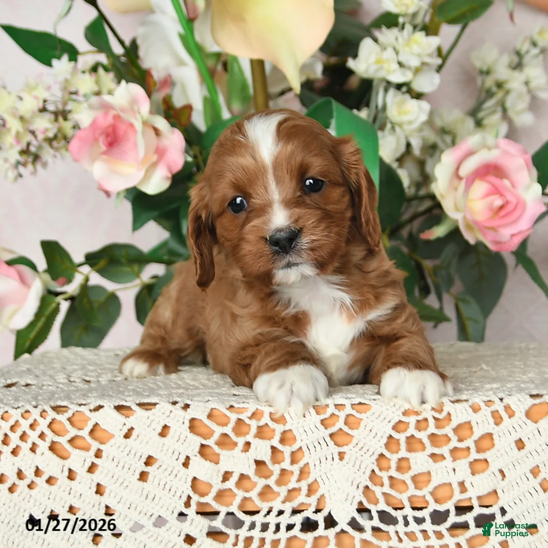 Cavapoo dogs for sale: Jolene - Ad 2