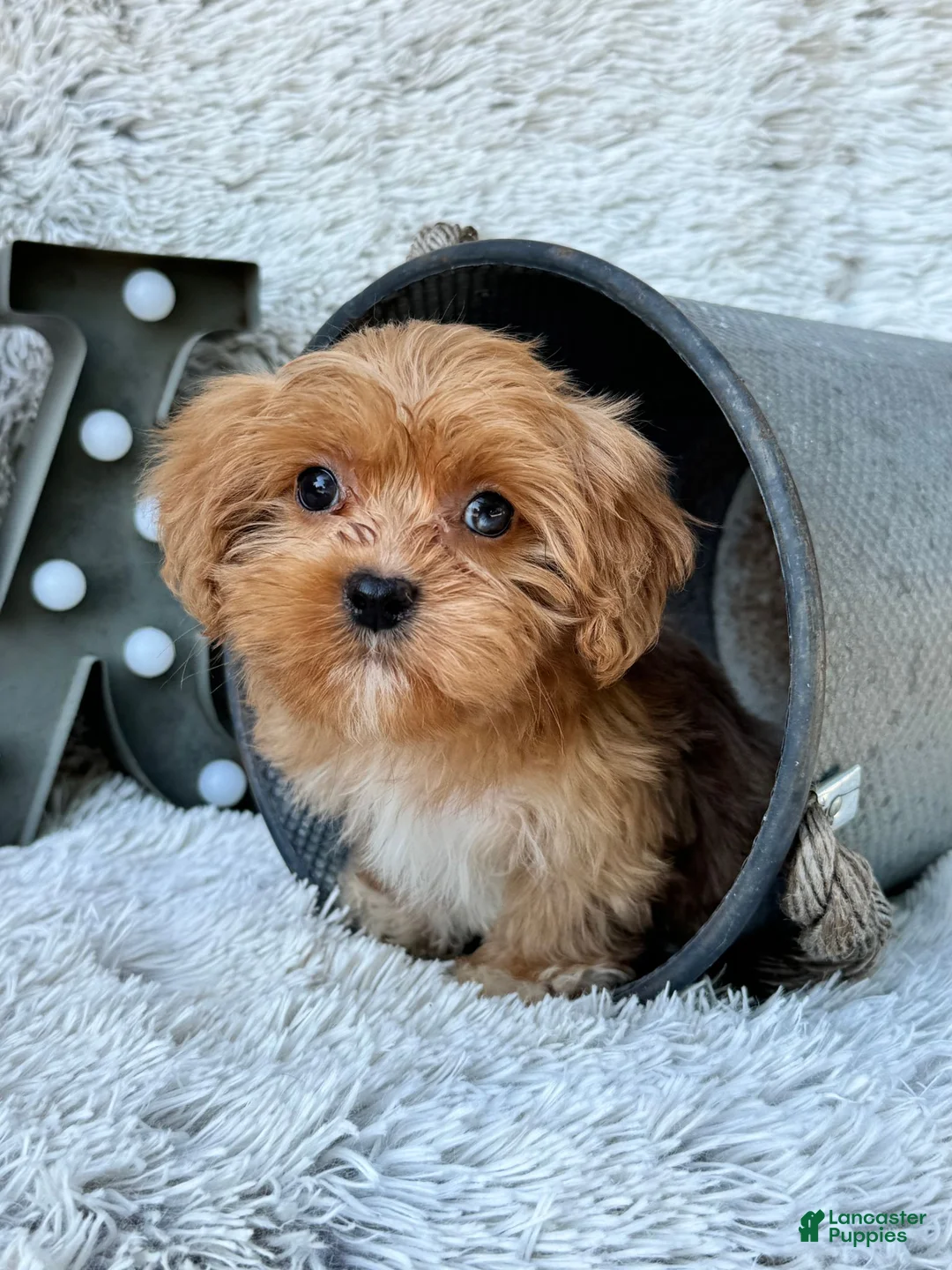 Cavapoo dogs for sale: Ava - Ad 2