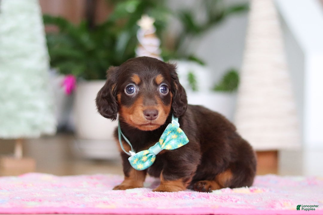 Miniature Dachshund dogs for sale: Robin - Ad 1