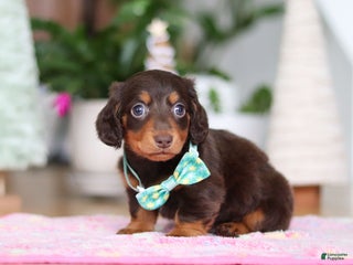 Miniature Dachshund dogs Robin - Ad 3