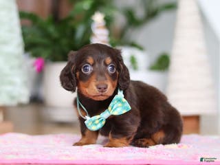 Miniature Dachshund dogs Robin - Ad 37