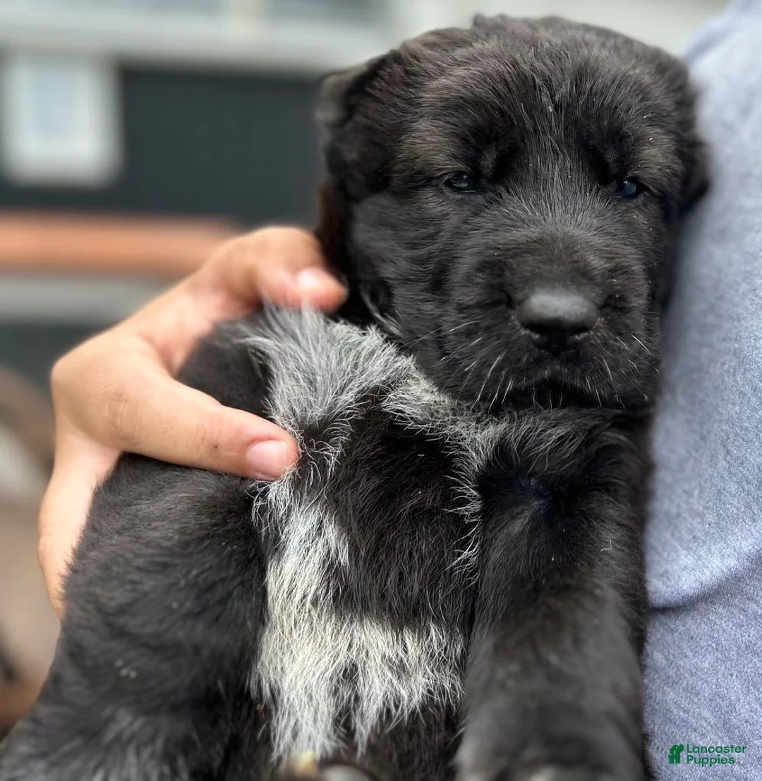 Gallery Image {{count}}