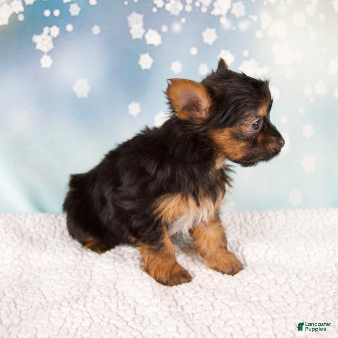 Yorkshire Terrier dogs for sale: Kylie - Ad 6