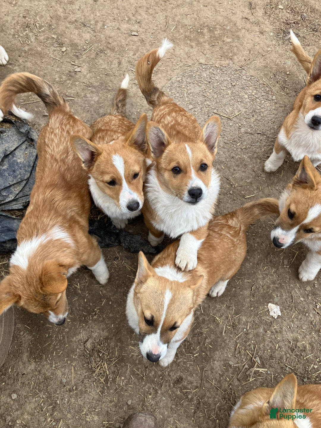 Welsh Corgi Pembroke dogs for sale: Welsh Corgi Pembroke Puppy 2 - Ad 1