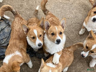 Welsh Corgi Pembroke dogs Welsh Corgi Pembroke Puppy 2 - Ad 25