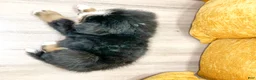 Bernese Mountain Dog dogs for sale: Baxter - Ad 5