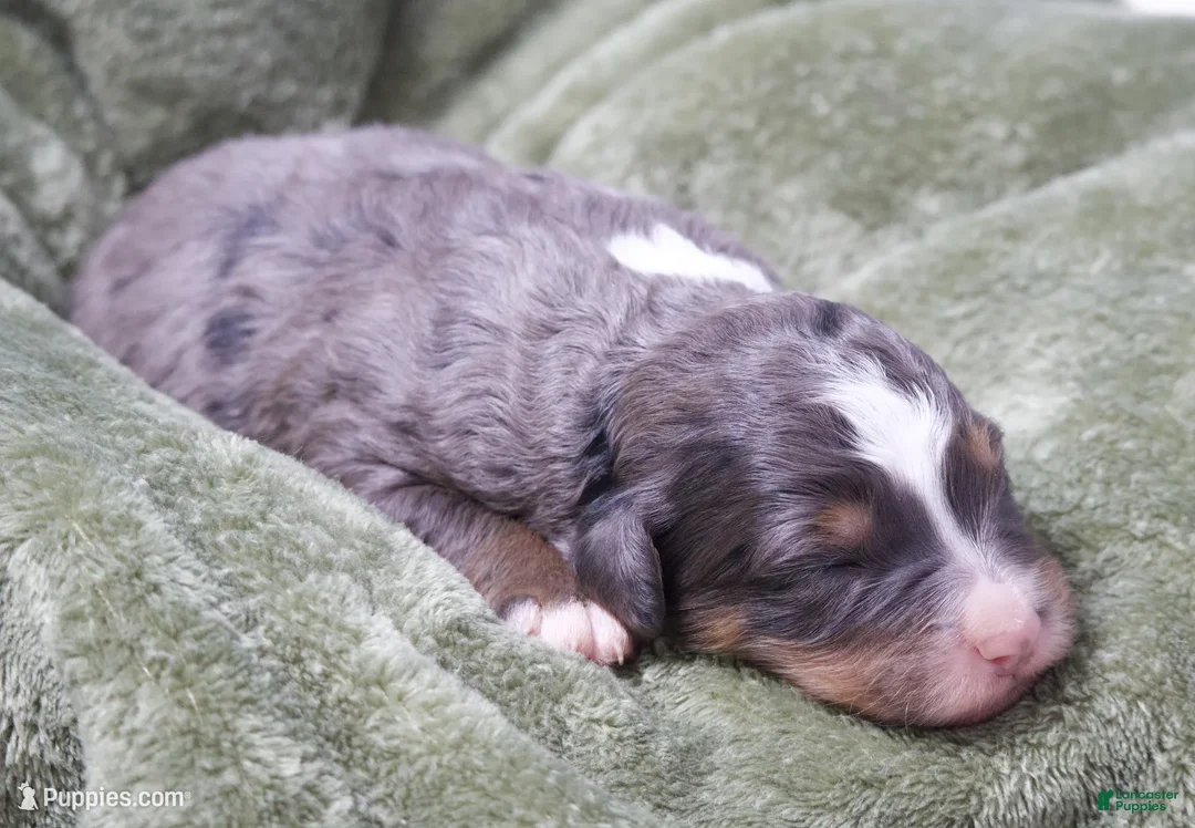 Mini Bernedoodle dogs for sale: Jasper  - Ad 1