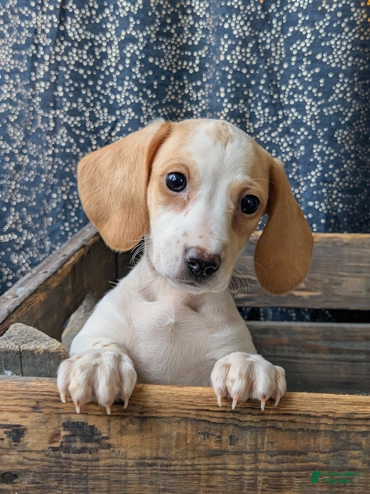 Dachshund dogs Tinsley  - Ad 6