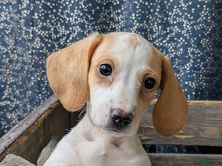 Dachshund dogs Tinsley - Ad 2