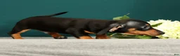 Miniature Dachshund dogs for sale: Popsicle - Ad 4