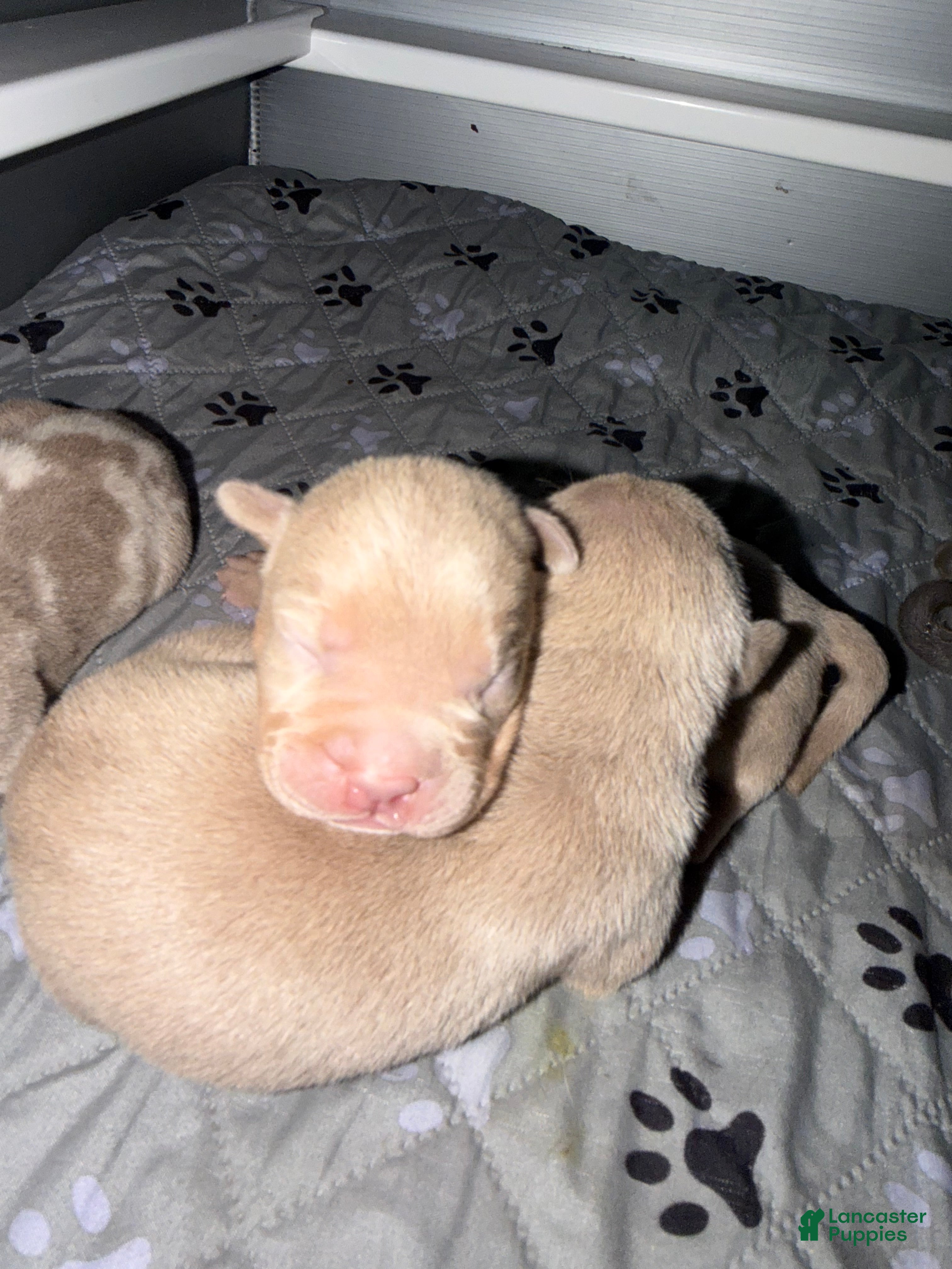 American Bully dogs Bambi - Ad 1