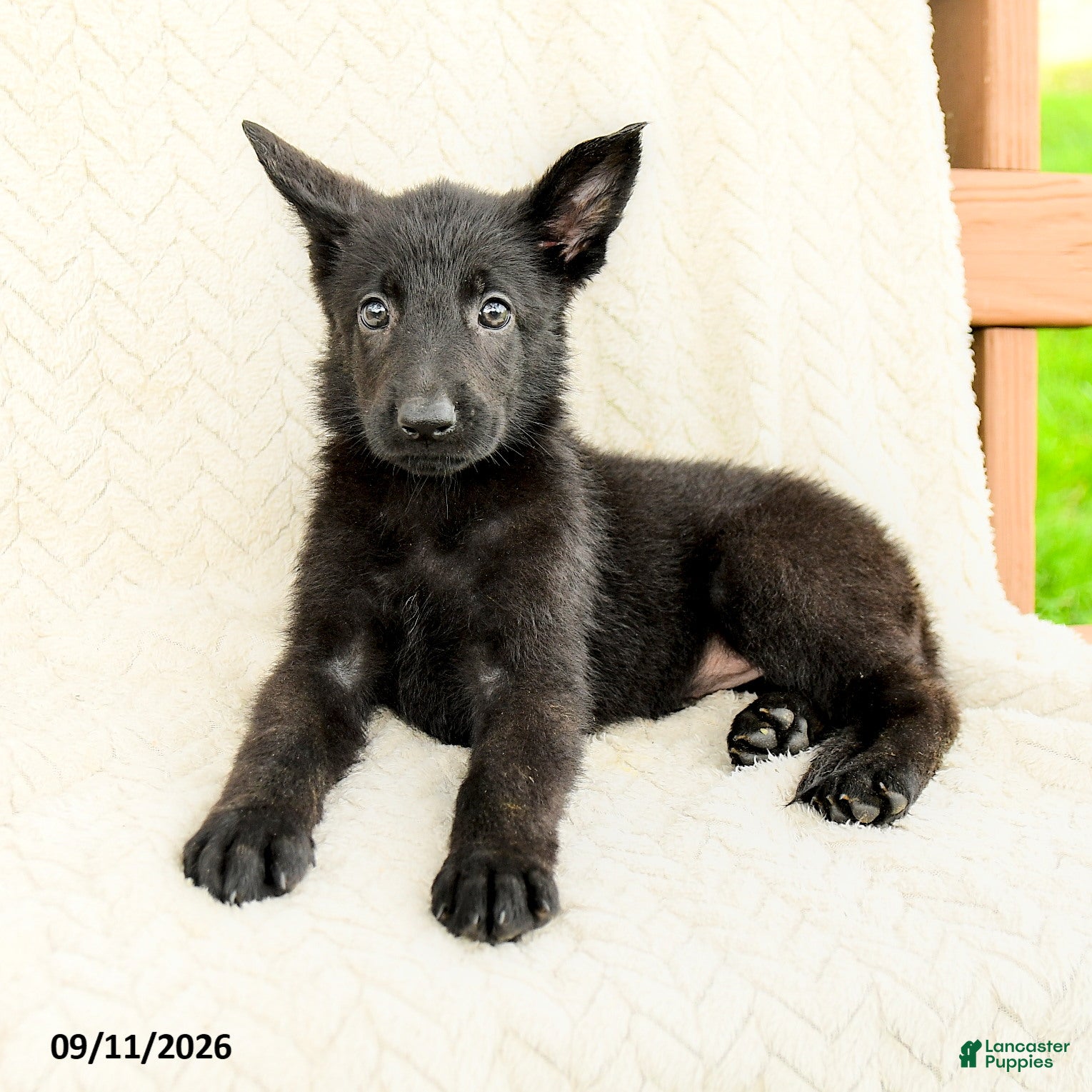 German Shepherd dogs Bria - Ad 2