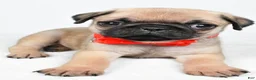 Pug dogs for sale: Axel - Ad 3