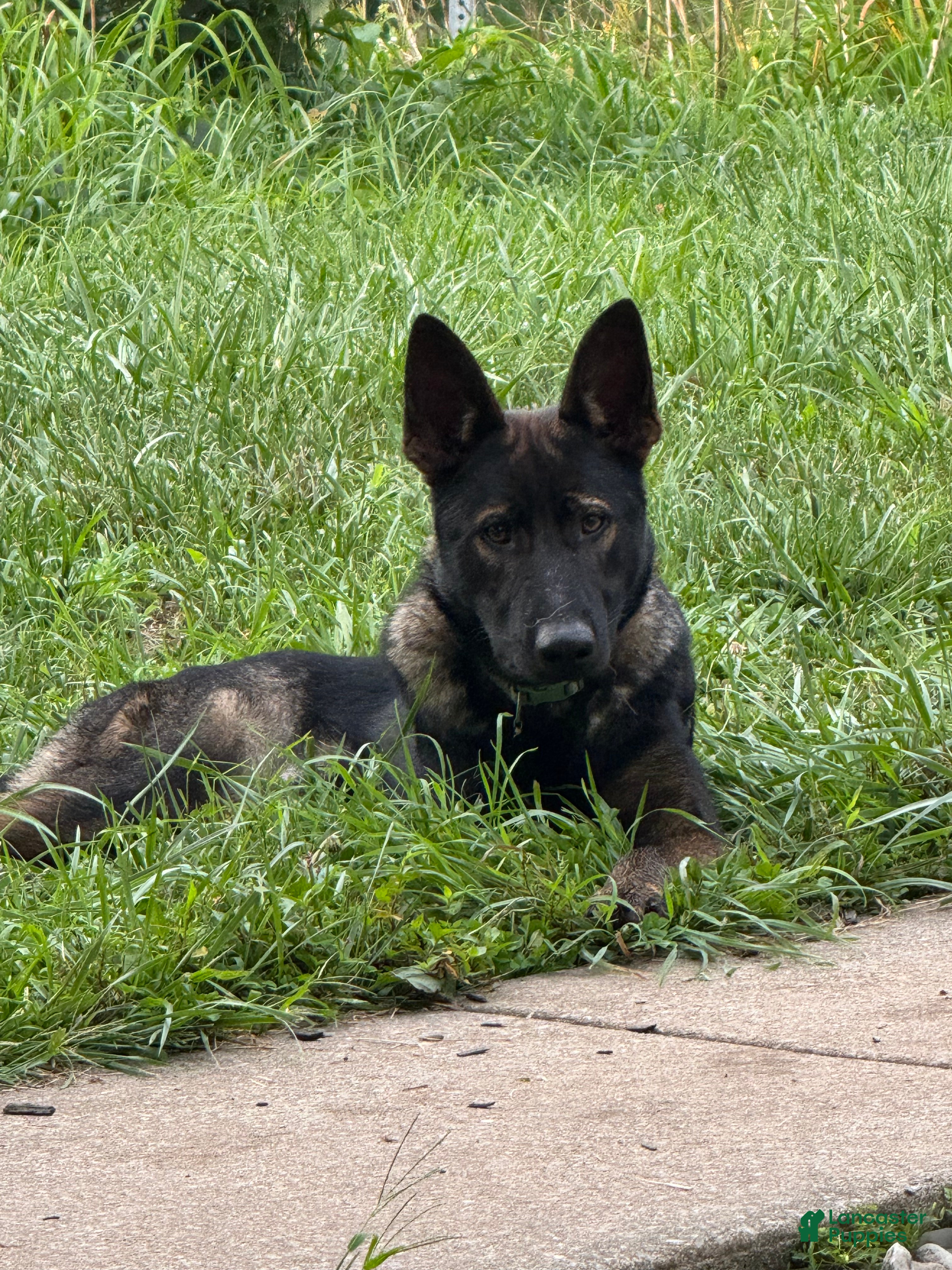 German Shepherd dogs German Shepherd 1 - Ad 2
