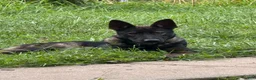 German Shepherd dogs for sale: German Shepherd 1 - Ad 2