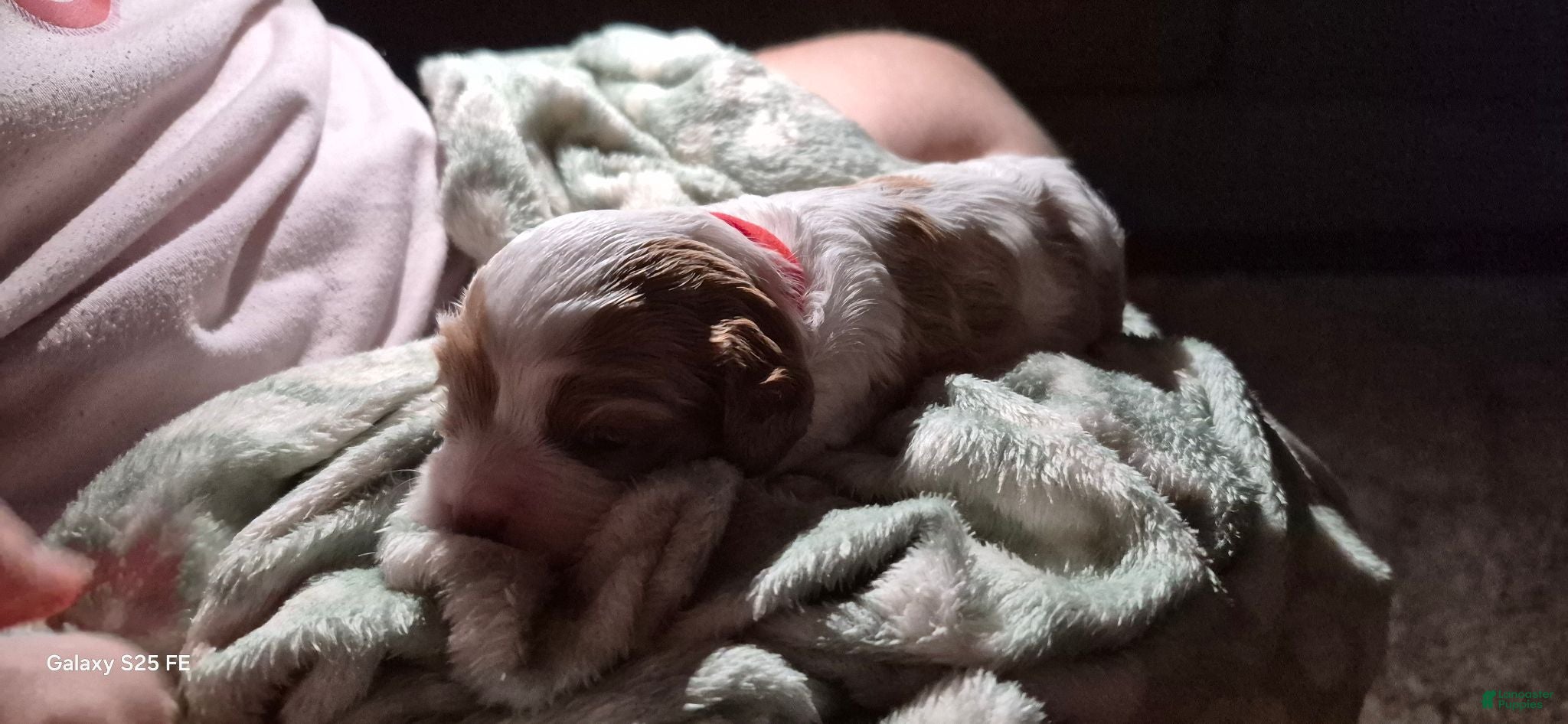 Cavapoo dogs Cavapoo 1 - Ad 2
