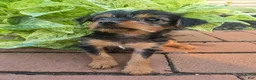 Yorkshire Terrier dogs for sale: Teacup Cherry - Ad 4