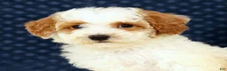 Bichpoo dogs for sale: Eric - Ad 9
