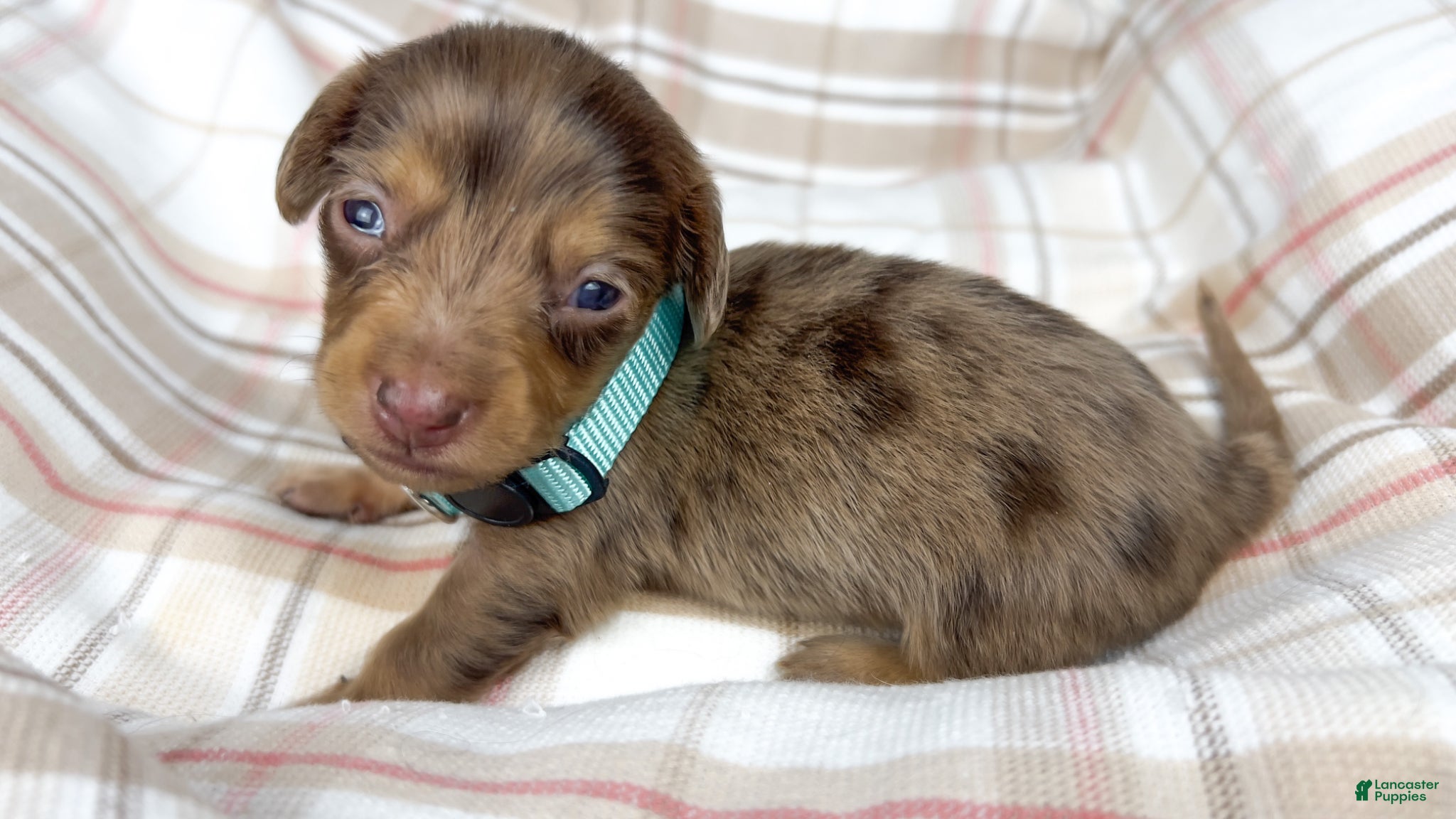 Miniature Dachshund dogs Hot fudge - Ad 15