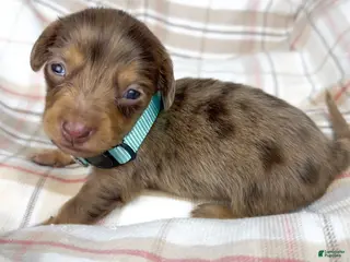 Miniature Dachshund dogs Hot fudge - Ad 15