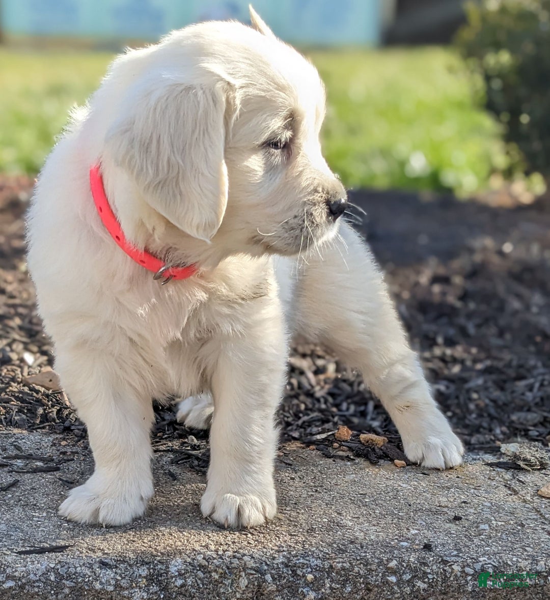 Golden Retriever dogs for sale: Emily - Ad 4