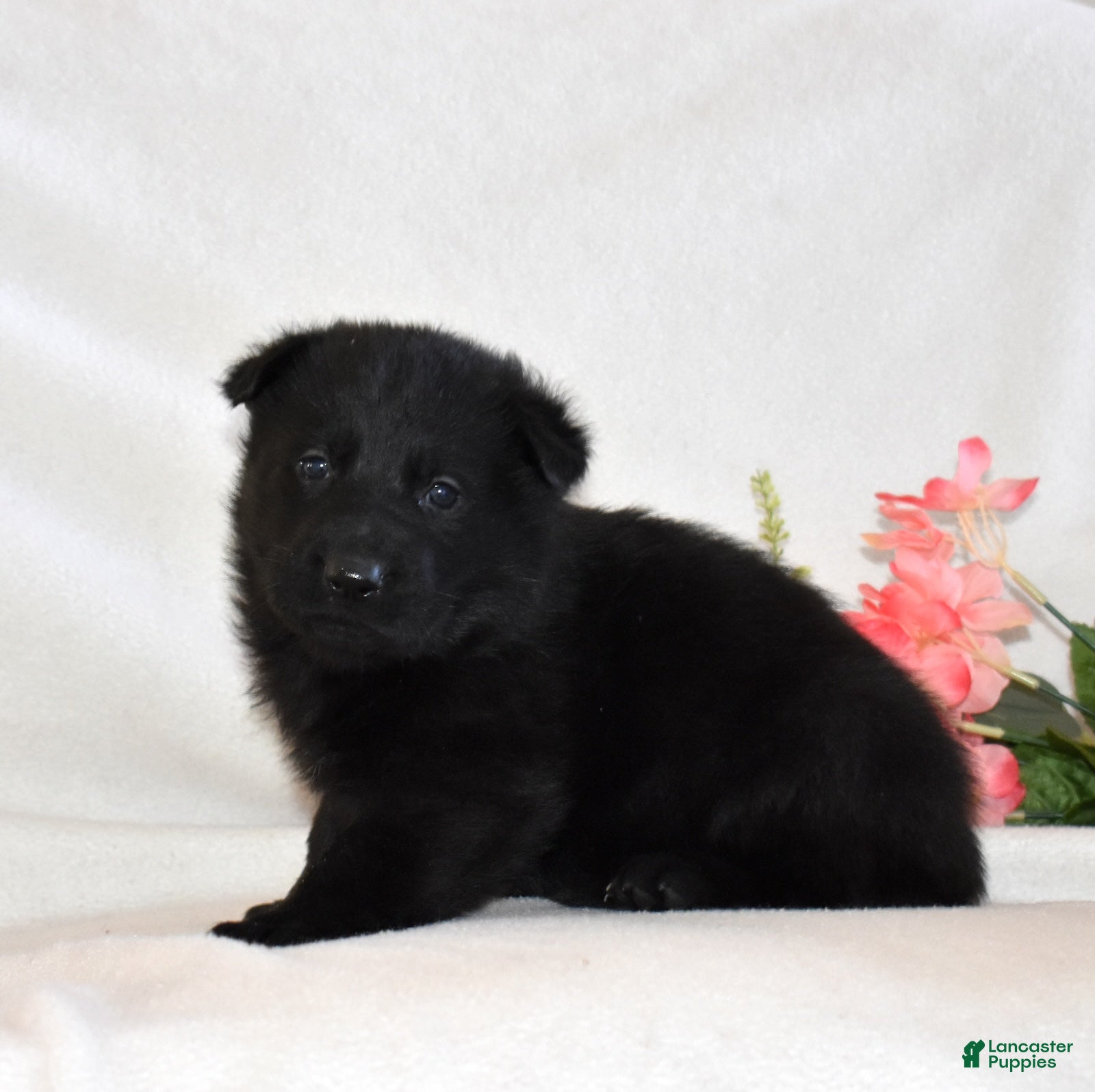 German Shepherd dogs Stormy - Ad 12