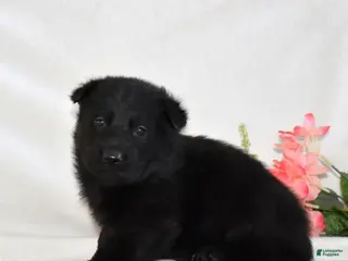 German Shepherd dogs Stormy - Ad 12