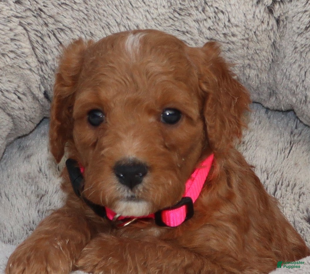 Mini Goldendoodle dogs Mia 💖GenClearParents - Ad 1