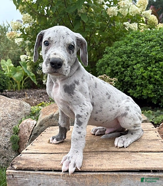 Great Dane dogs Emmett - Ad 1