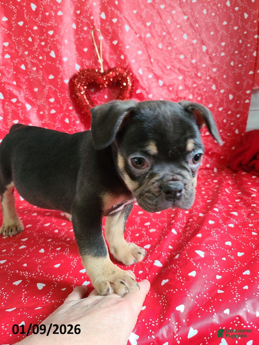 French Bulldog dogs for sale: Snickers - Ad 4