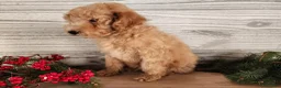 Mini Goldendoodle dogs for sale: Indy - Ad 23