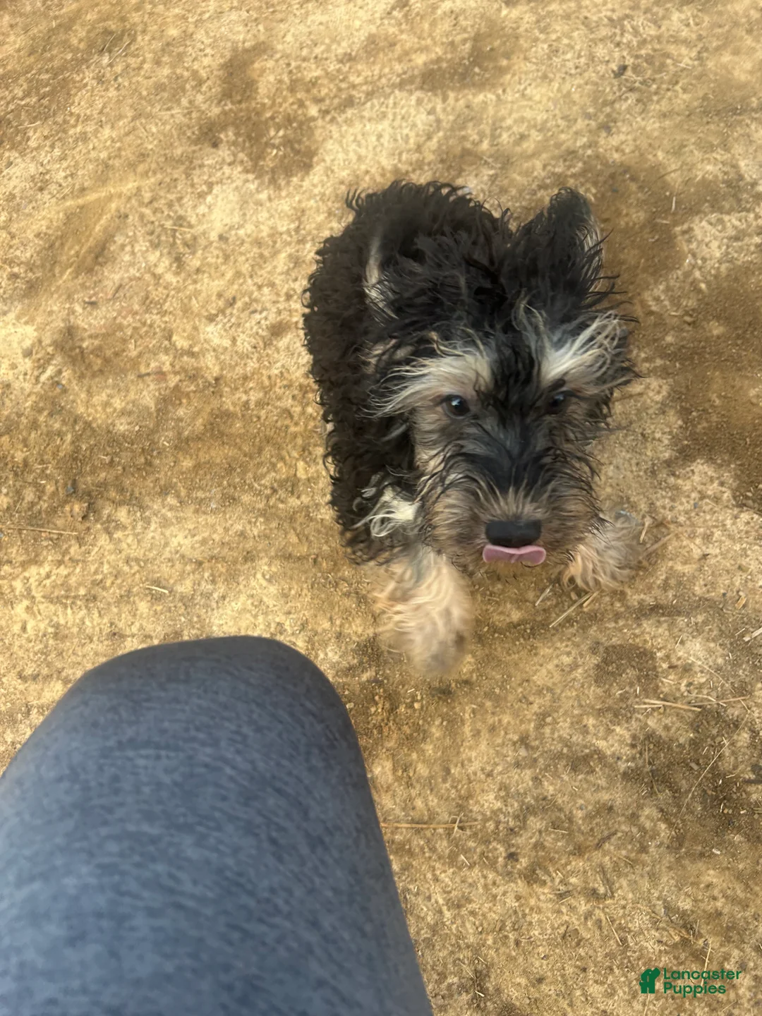 Yorkiepoo dogs for sale: Turbo - Ad 2