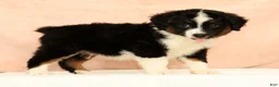 Mini Aussiedoodle dogs for sale: Lonnie - Ad 7